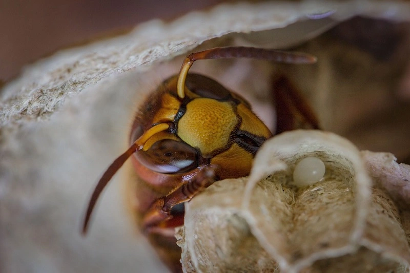 I calabroni sono insetti benefici?