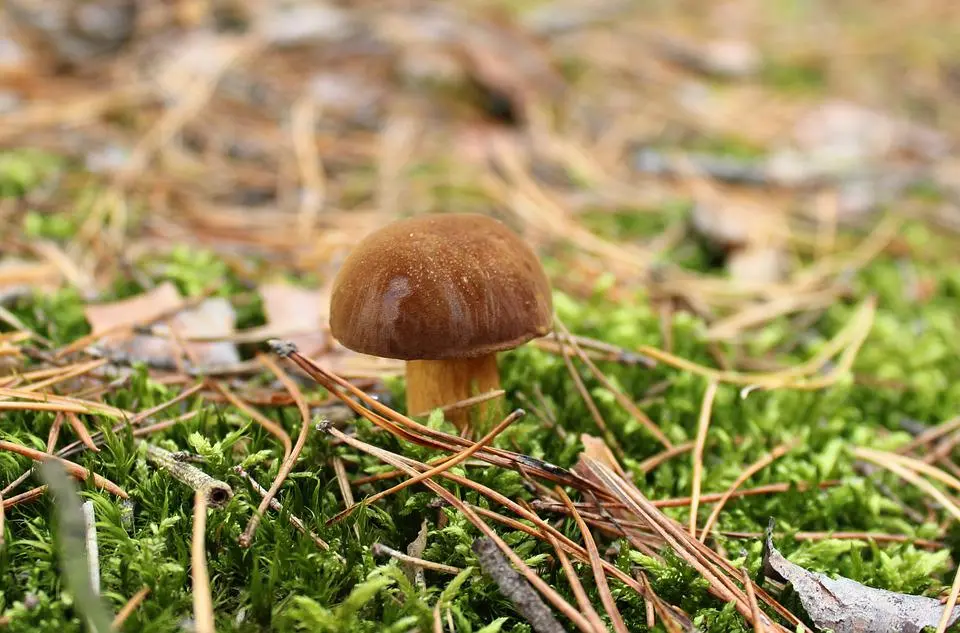 Is mushroom picking legal?