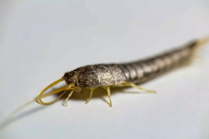 What are silverfish, exactly?