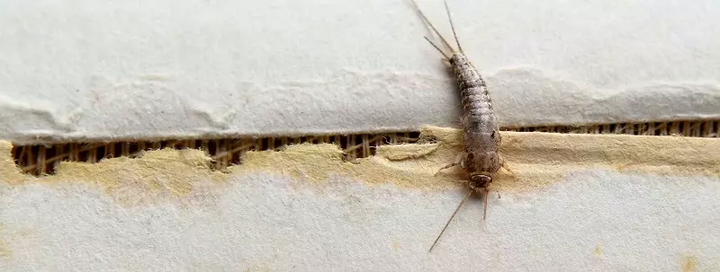 What do silverfish eat?