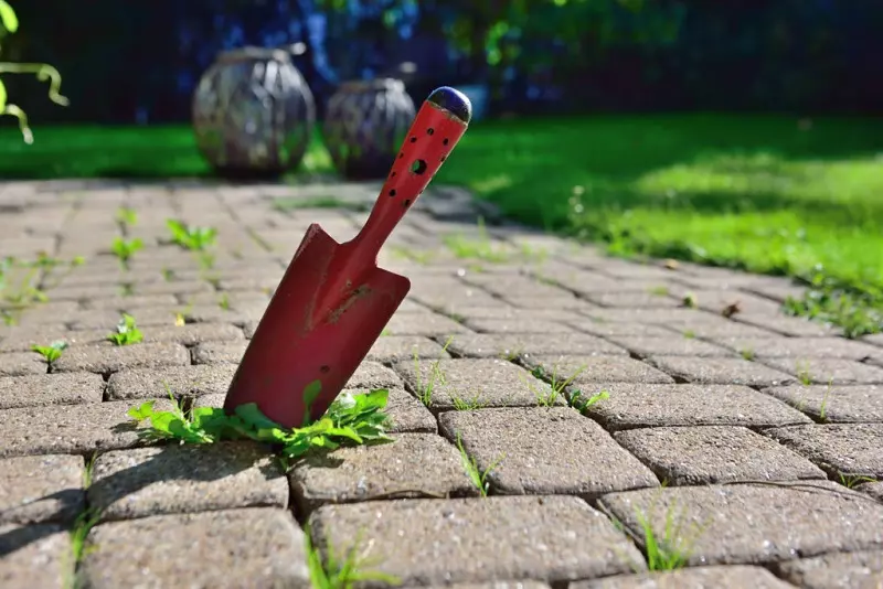 How to clean pavers – moss