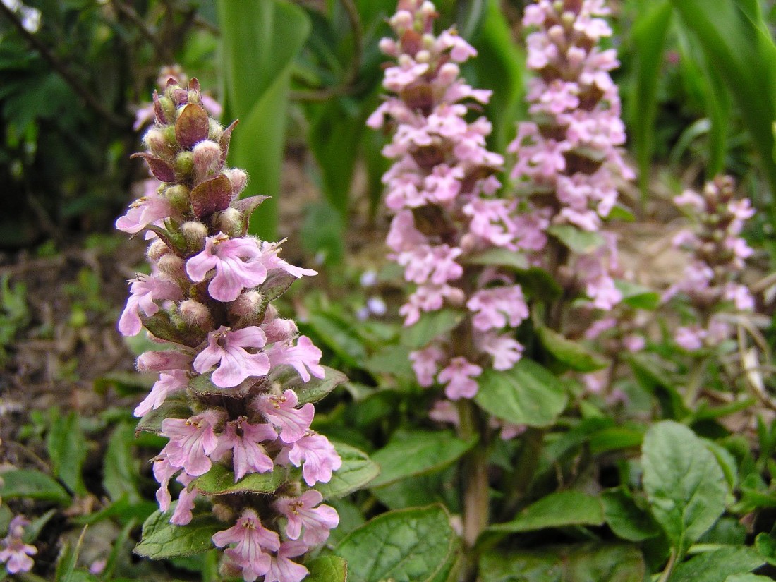 Pink bugleweed - best shade tolerant plants