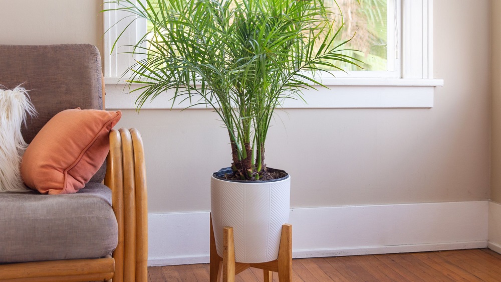 Phoenix palm - a tall potted palm