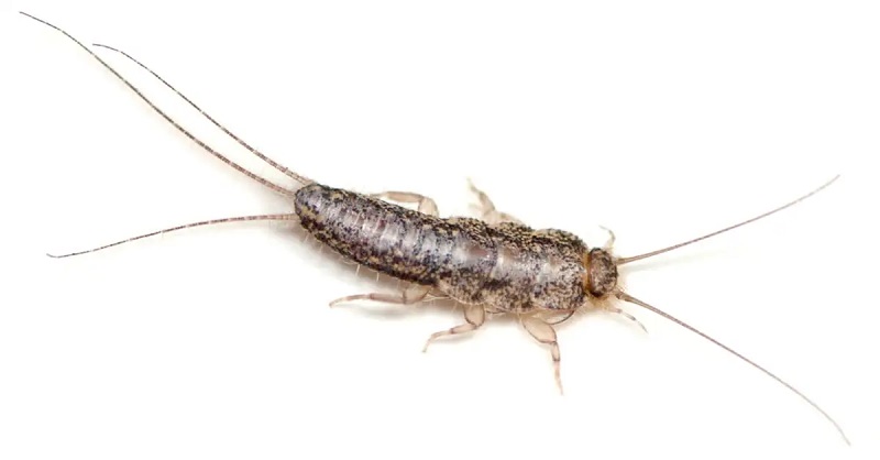 Pest control – the most effective way to get rid of silverfish