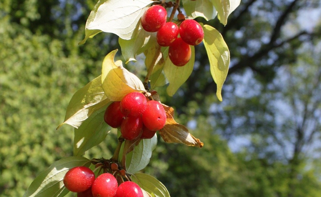 Learn Why You Should Plant a Dogwood Tree in Your Garden