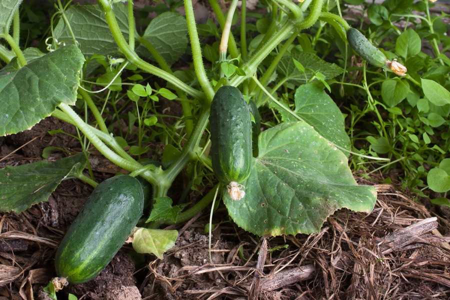 When is it too late to plant cucumbers?
