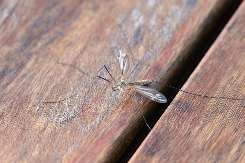 Kann ein natürliches Mückenschutzmittel gekaufte Produkte ersetzen?