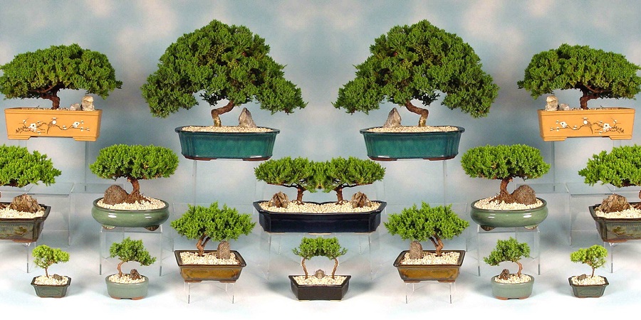Jak wybrać donicę na drzewko bonsai?