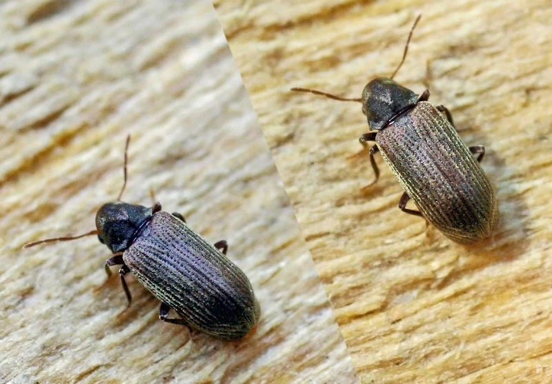 Escarabajo común de los muebles: ¿qué aspecto tiene?