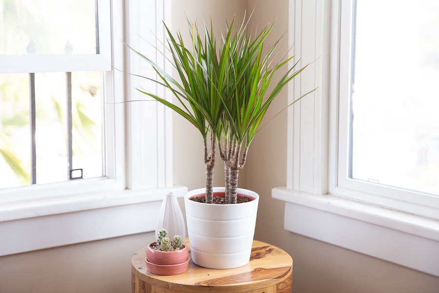Dracaena - what kind of plant is it?