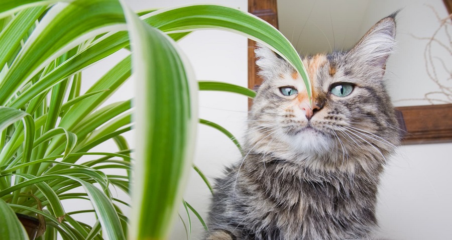Plantas venenosas para los gatos - dracaena