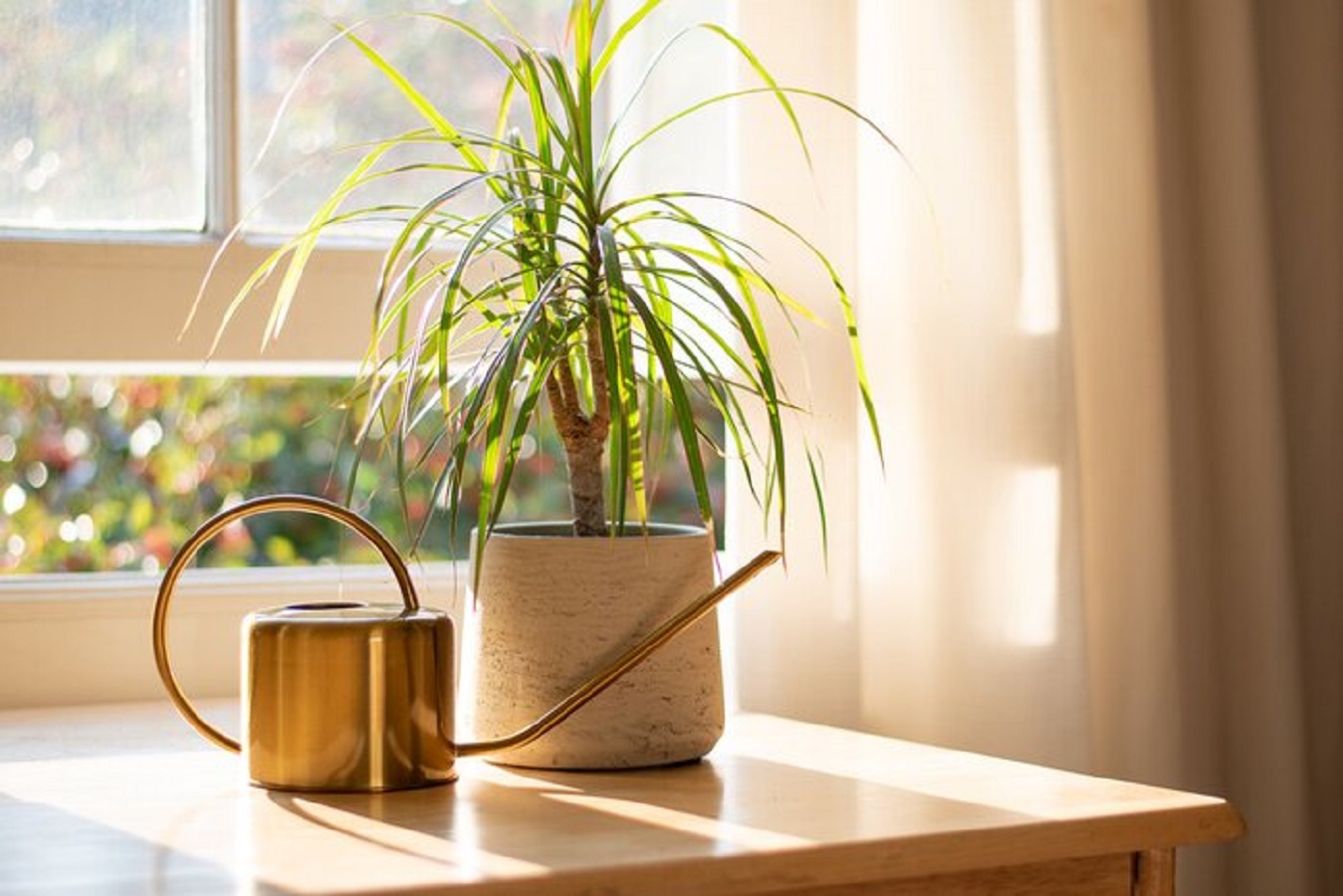 Dracaena Plant - Types, Care, Propagation and Diseases
