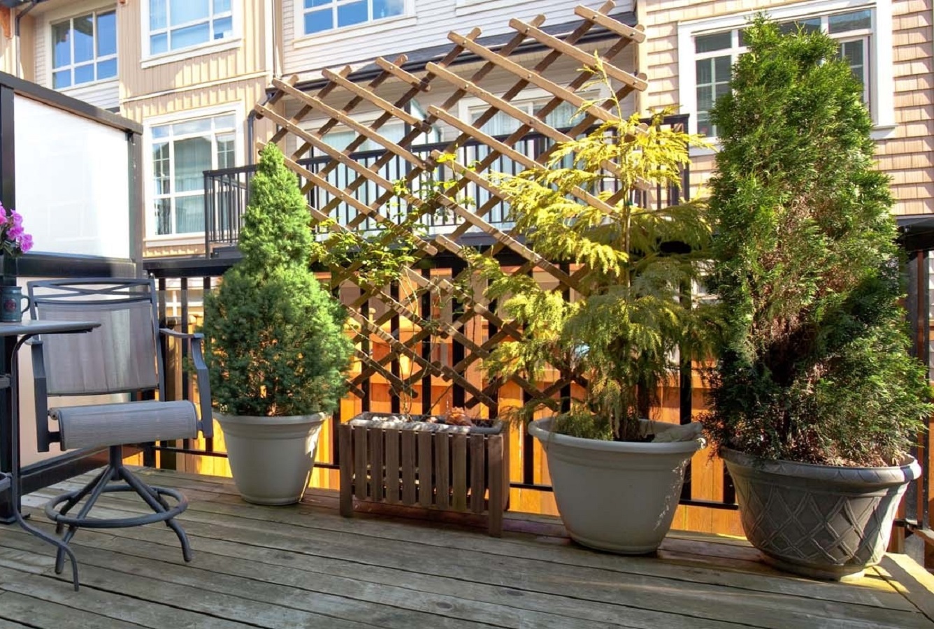 Potted Trees for Patio Privacy