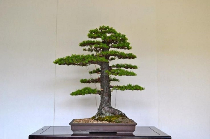 Chokkan type bonsai tree