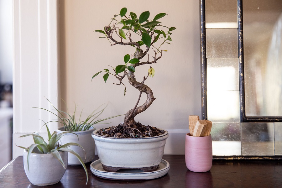 Ile rośnie drzewko bonsai?