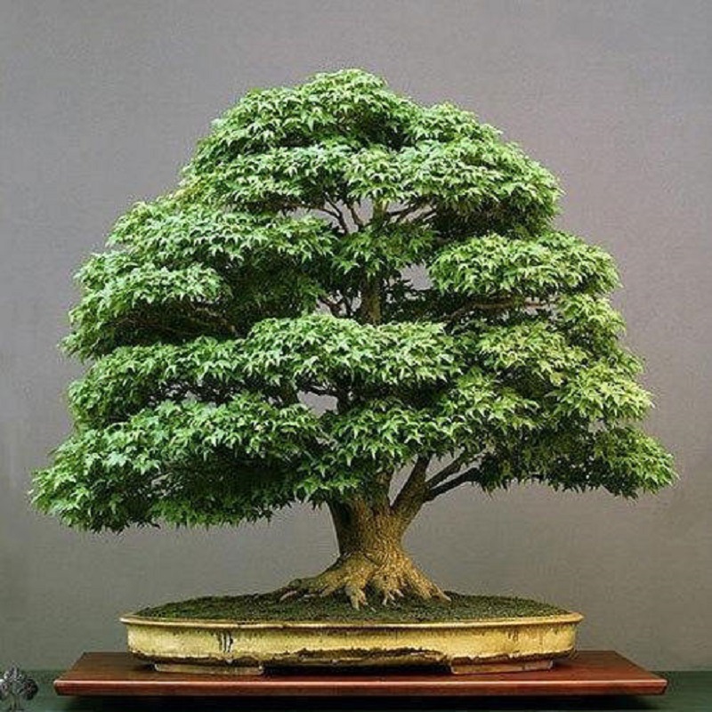 Types of bonsai trees - Hokidachi