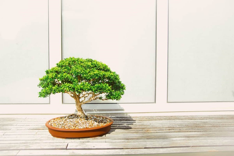 Jakiego stanowiska wymaga drzewko bonsai?