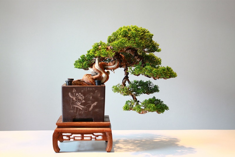 Bonsai-Baum - welche Art von Pflanze ist das?