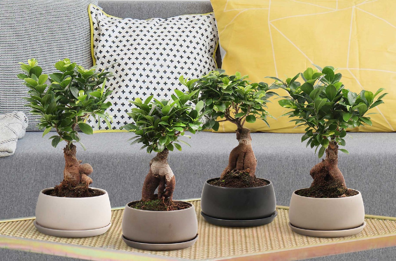 Wie Man Einen Bonsai Baum Pflegt   Bonsai Baumarten, Preis und Pflege