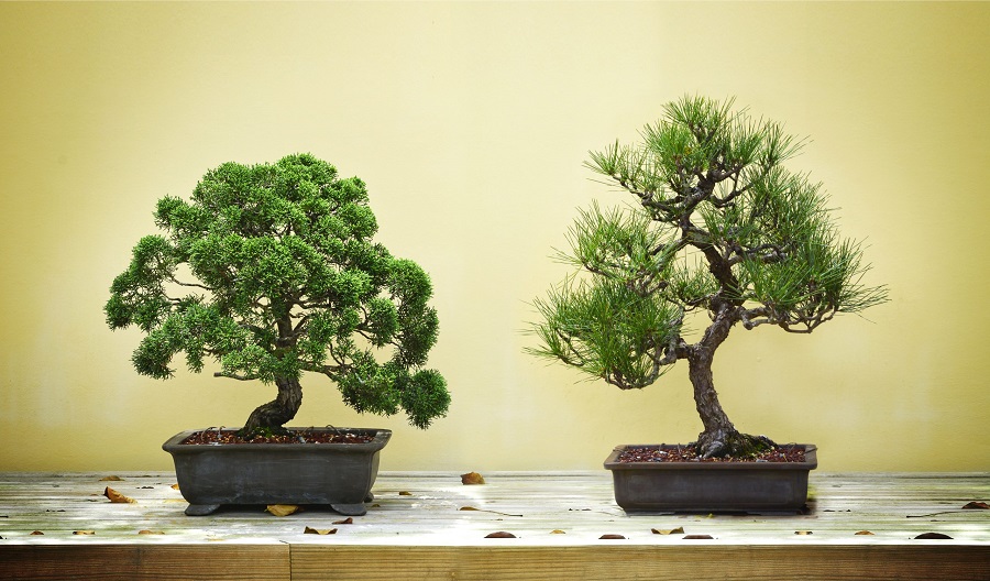 Drzewko bonsai - gatunki, na które warto postawić