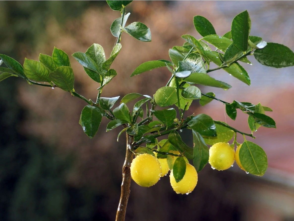 Wie Züchte ich Einen Zitronenbaum? Wachsender Zitronenbaum aus Saatgut