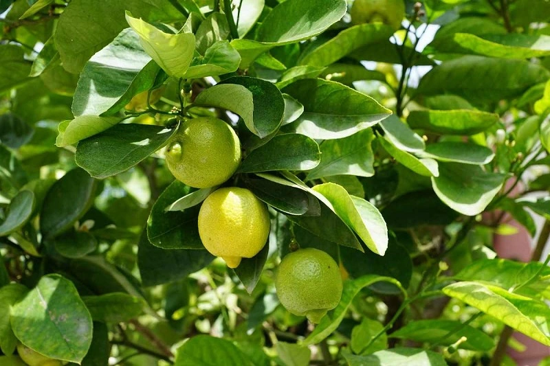 Can you grow a lemon tree in a pot?