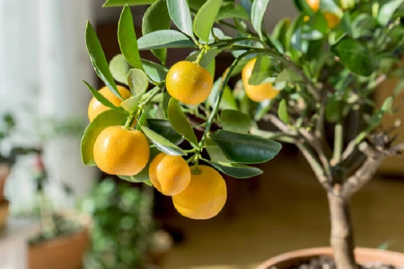 Can you eat fruits from a lemon tree from seed?