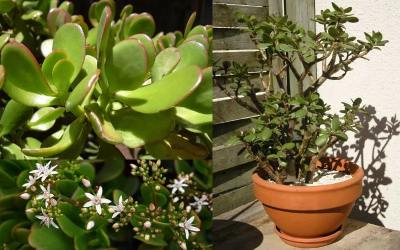 When and how does the jade plant bloom?