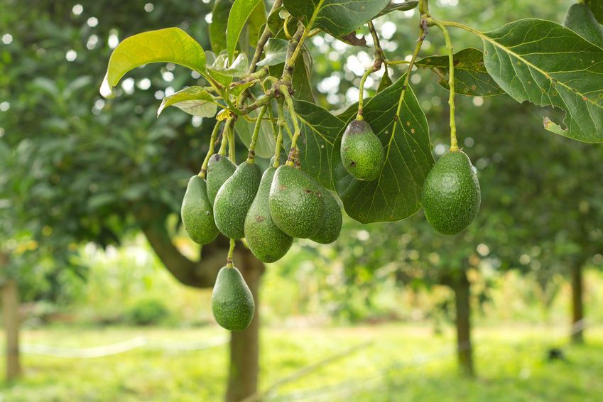 How long can you grow an avocado from seed?