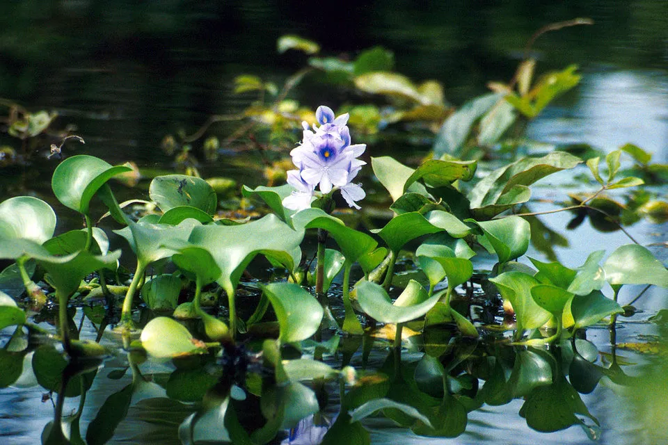 Jacinto de agua (Eichhornia crassipes)