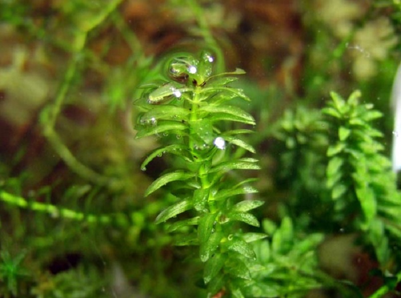 Canadian waterweed (Elodea canadensis)