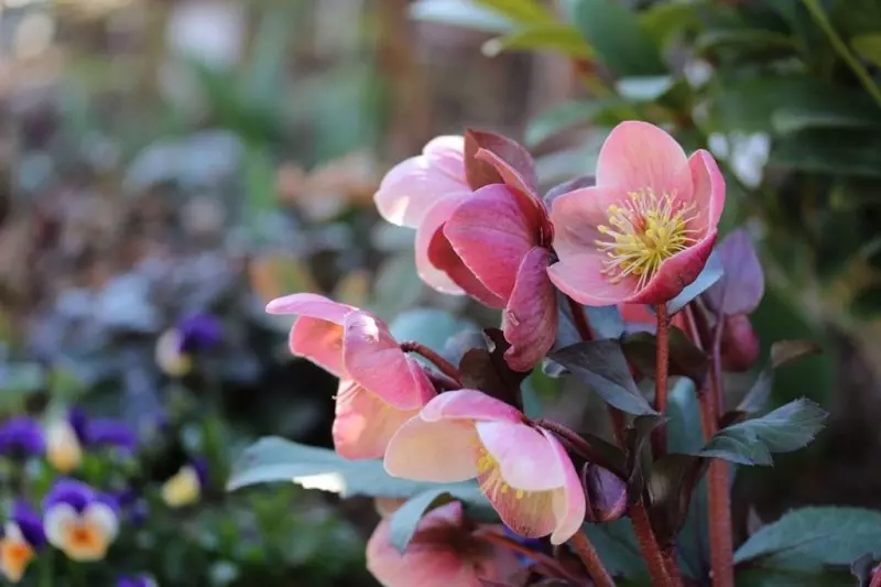Hellebore – what kind of plant is it and what does it look like?