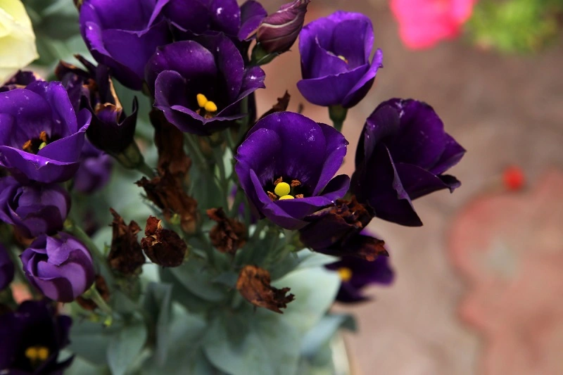 Potted lisianthus - the most popular form