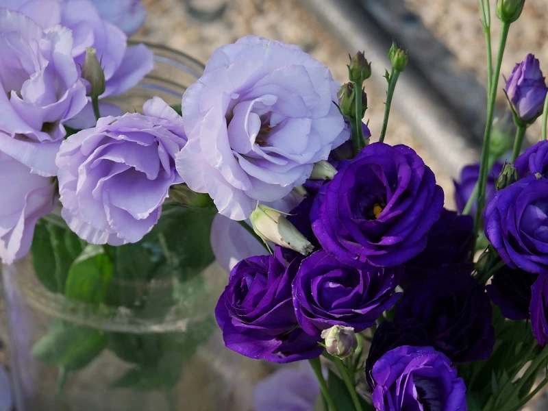Is lisianthus vulnerable to diseases and pests?