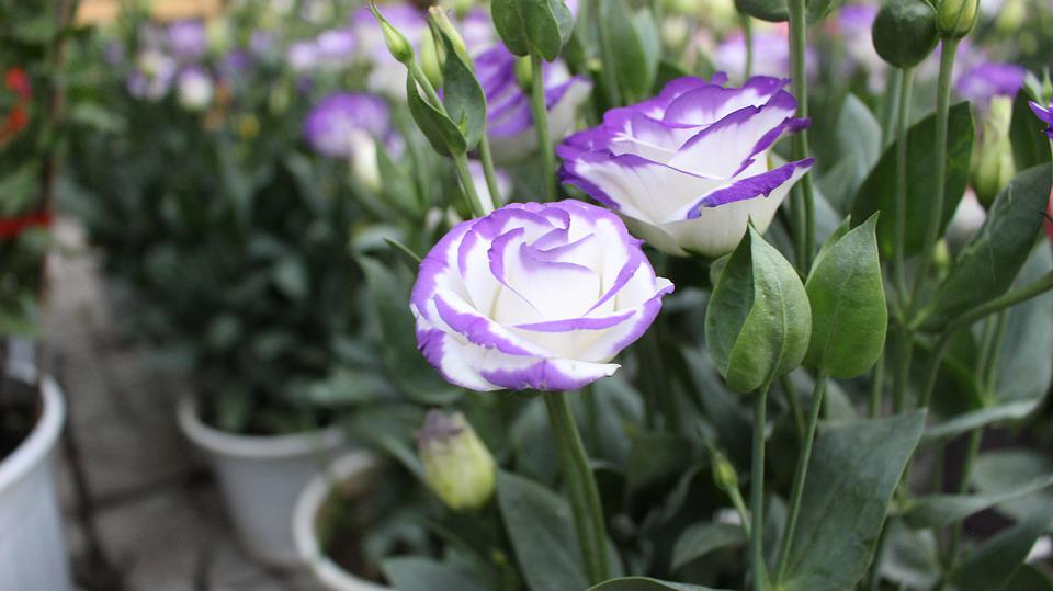 Lisianthus – what kind of plant is it, and where does it come from?