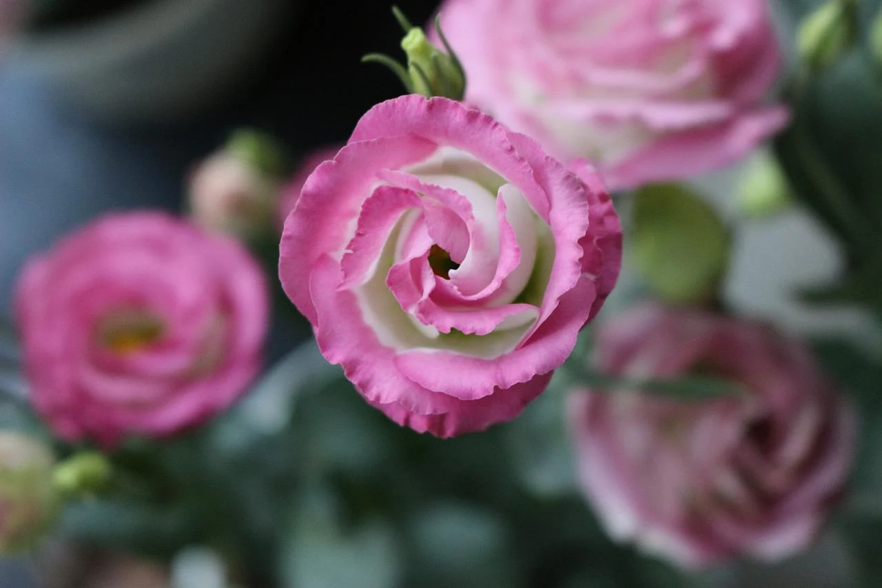 Уход за лизиантусом - узнайте, как вырастить ослепительные цветы эустомы