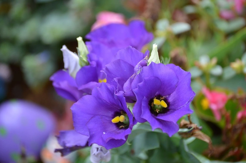 What are the best conditions for lisianthus plants?