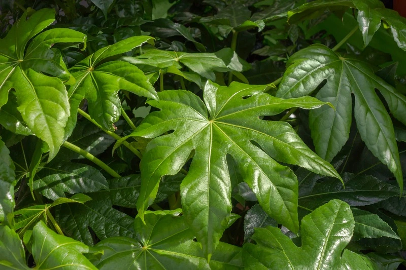 Fatsia japonica - cultivo y necesidades básicas de la planta