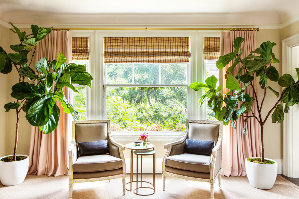 Ficus - popular living room plants