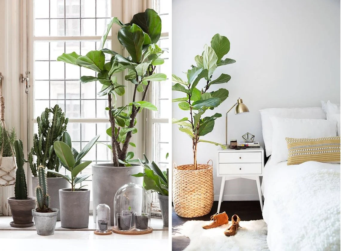 Ficus - Zimmerpflanzen