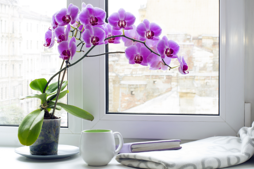 Wie pflegt man Orchideen zu Hause?