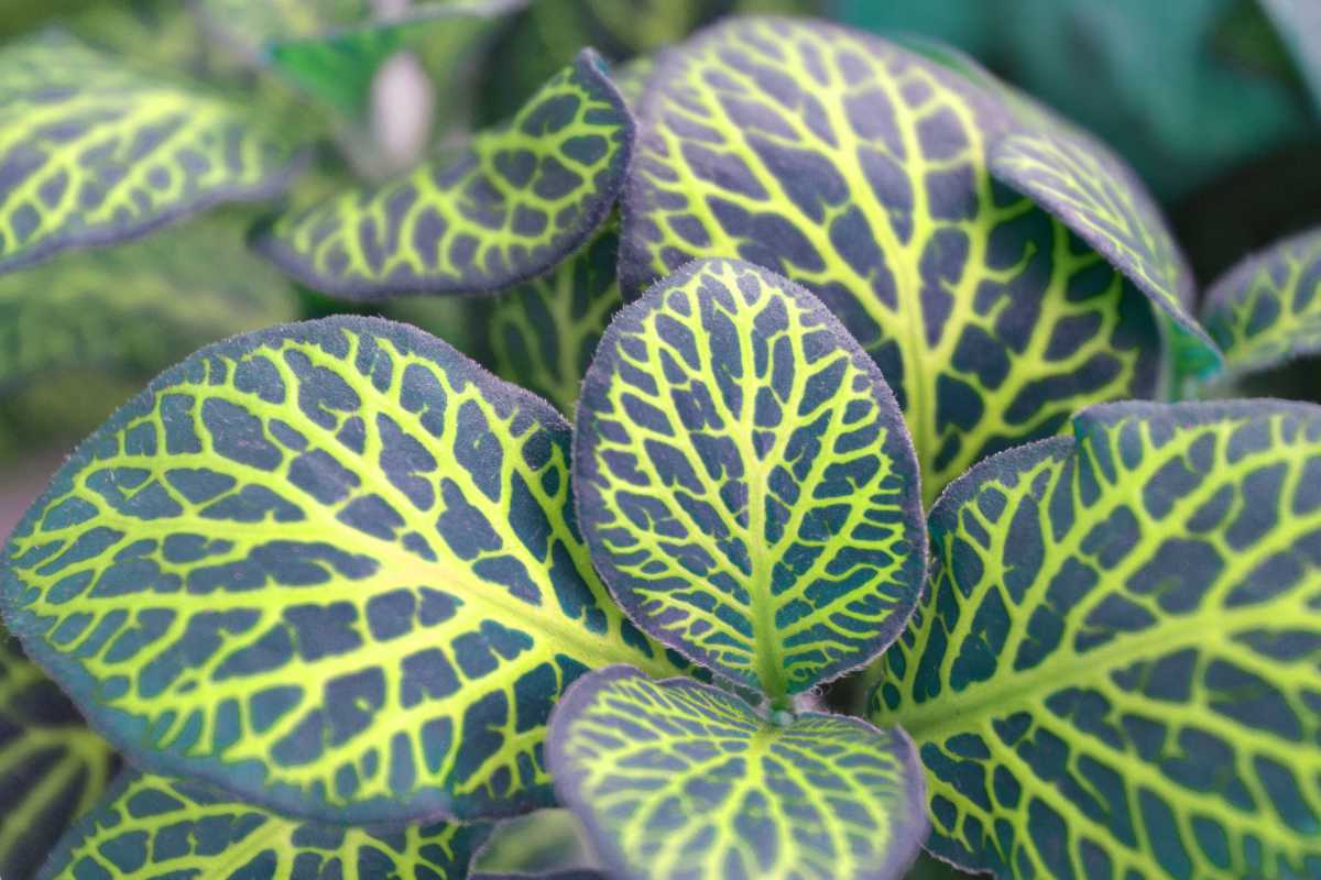 Fittonia – what kind of plant is it?