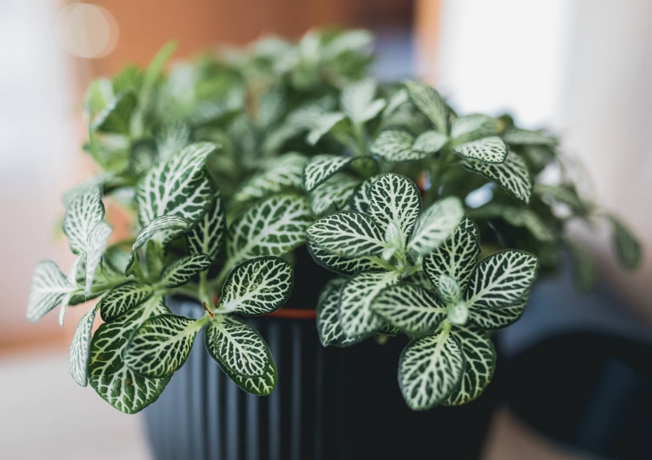 Fittonia Plant - Care, Propagation and Types of Mosaic Plant