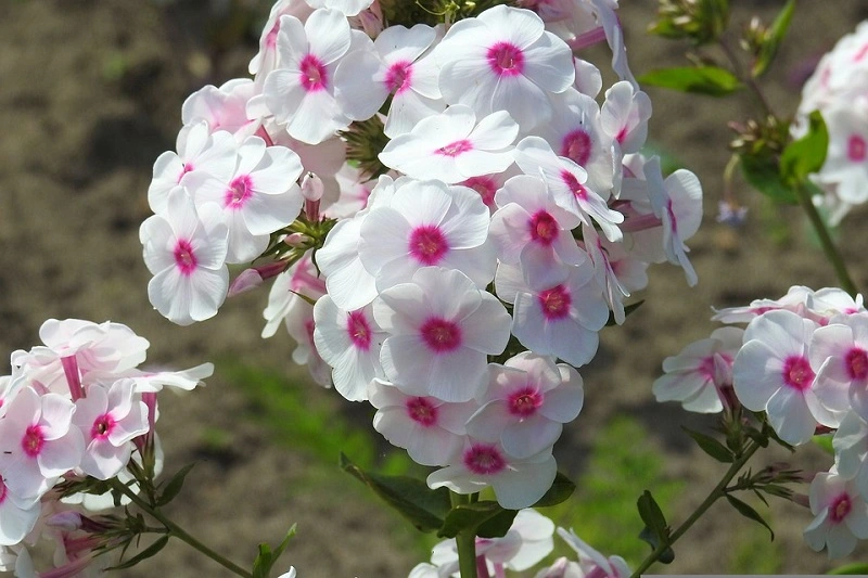 Phlox – characteristic features
