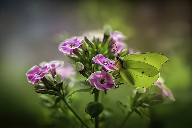 What are the most common diseases of phlox flowers?