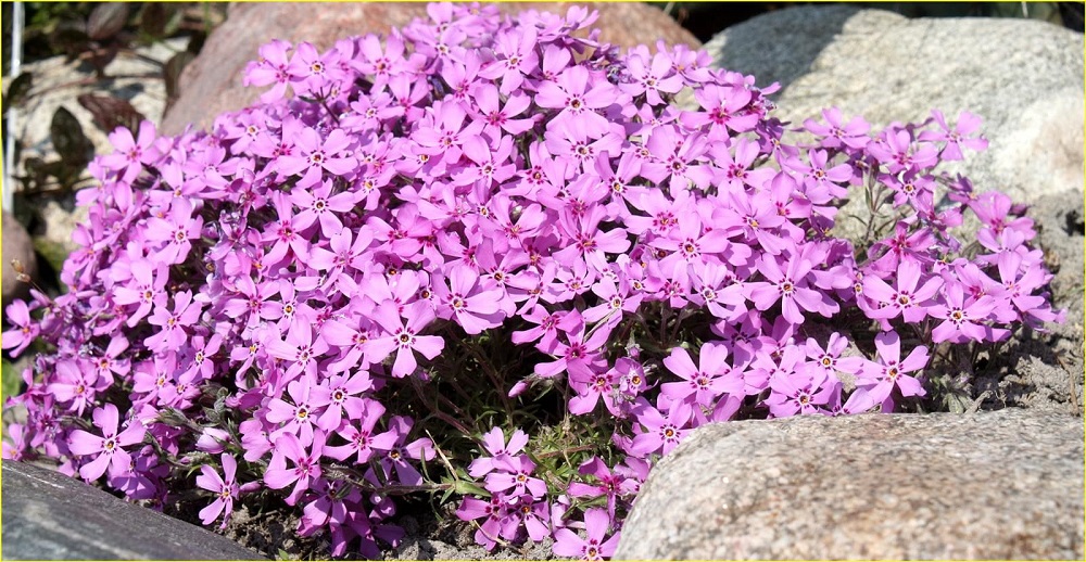 Phlox des mousses - plantes de rocaille qui créent des tapis de fleurs