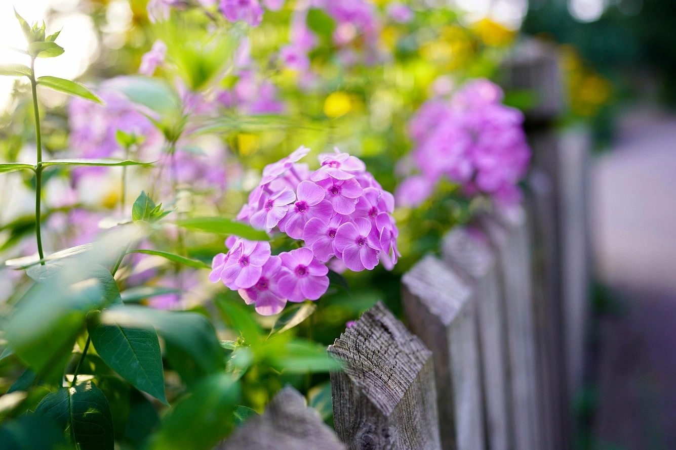 Cómo Cultivar Phlox - Variedades de Flores, Colores, Riego y Cuidados