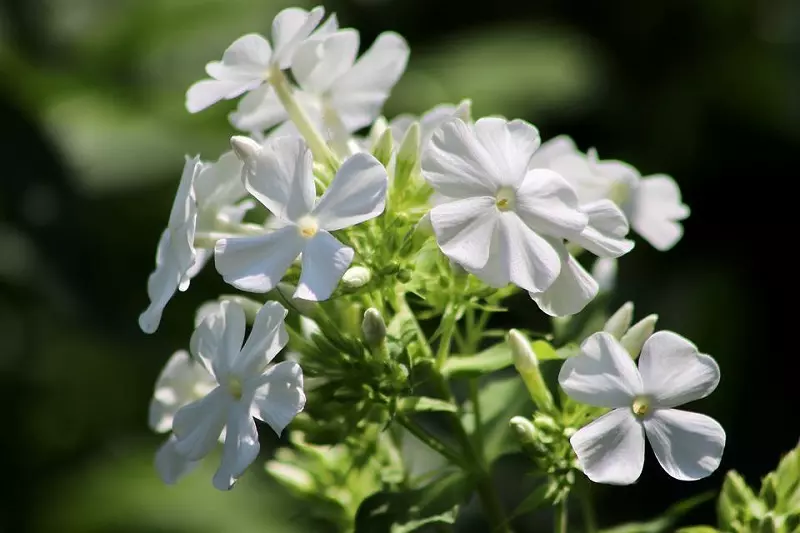 What are the best flowers to combine with phlox?