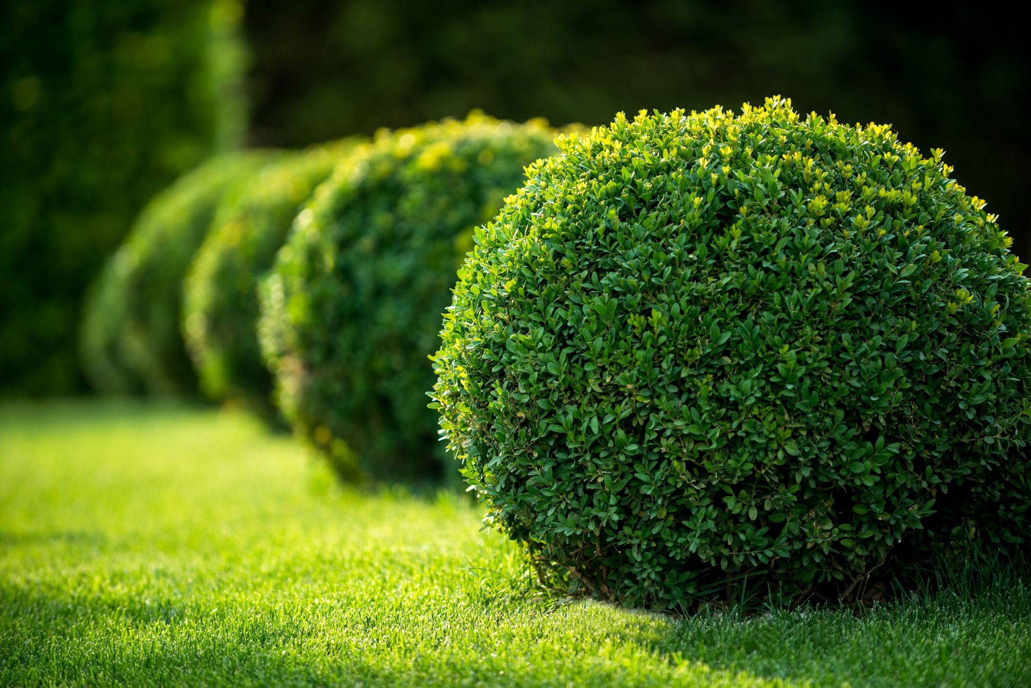 Backyard landscaping with shaped shrubs