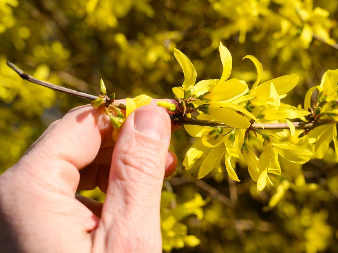 Forsythia - what kind of plant is it and what does it look like?